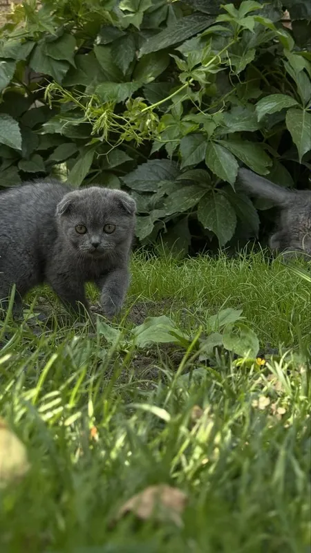 Котята 3 месяцев — фото 3