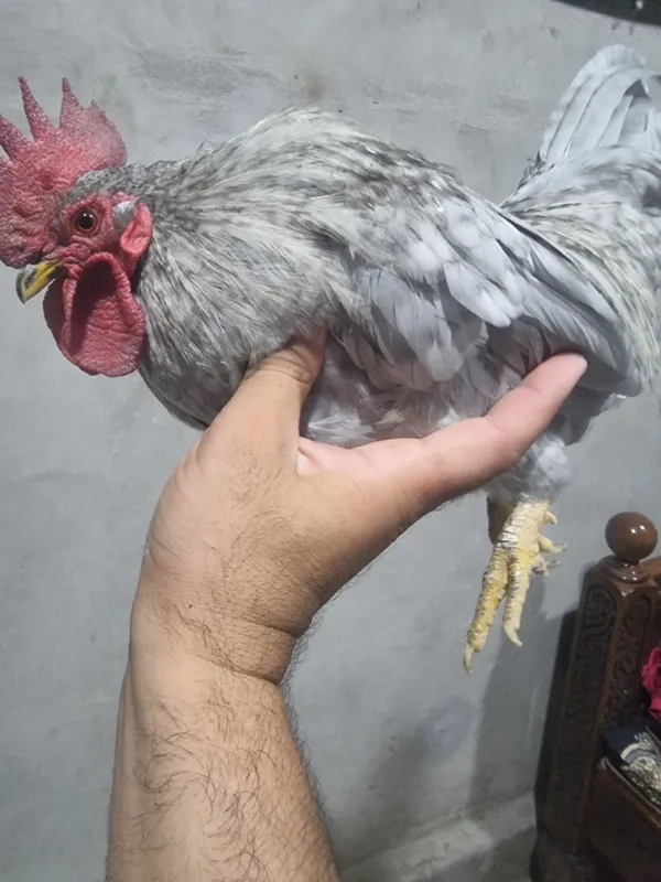 Srchno shabo zoti tozza xoroz sotiladi 5
