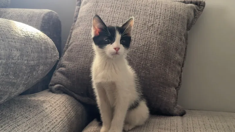 Котята по 2,5 месяца 4 Котята по 2,5 месяца 4