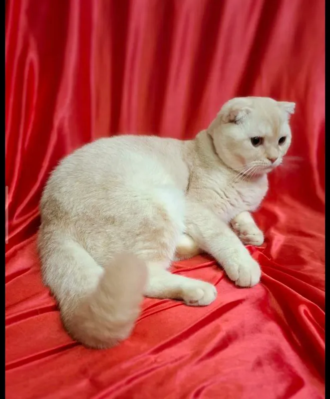 шотландский скоттиш фолд — фото 1