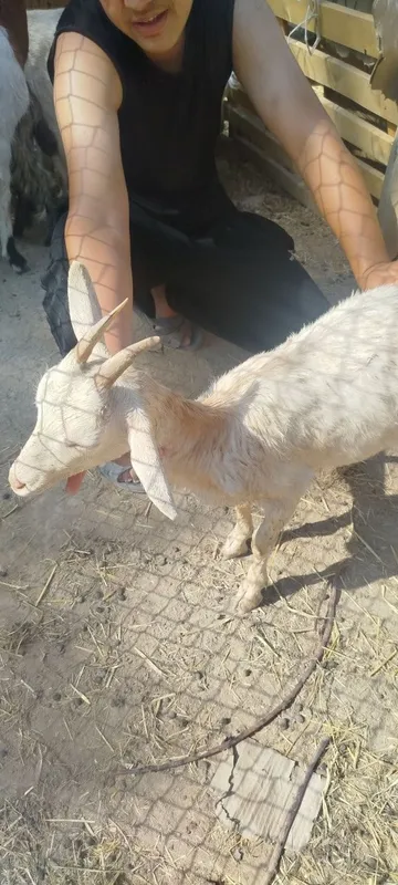 Sot yoʻnalishdagi toza echkilar 2 Sot yoʻnalishdagi toza echkilar 2