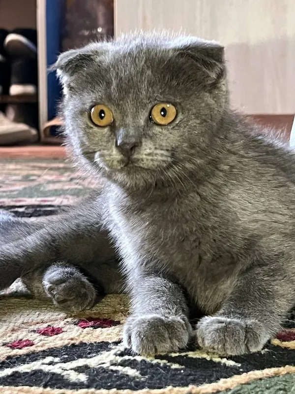 Mushuk scottish fold — фото 4