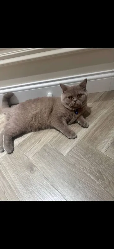 кошка домашная чистая кошка домашная чистая
