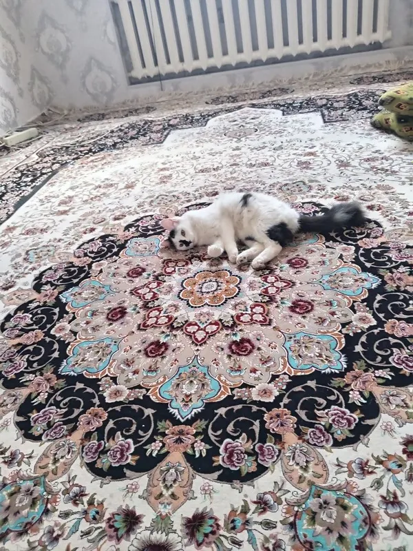 SAG gilam to'p toza idyal holatda eni 3.20 bo'yia 5 metira dim qalin 1