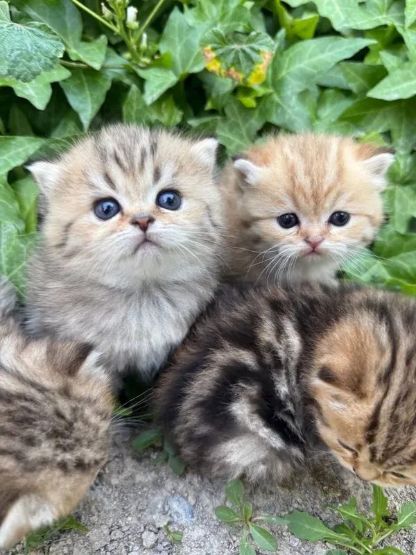 Золотая шиншила британские
