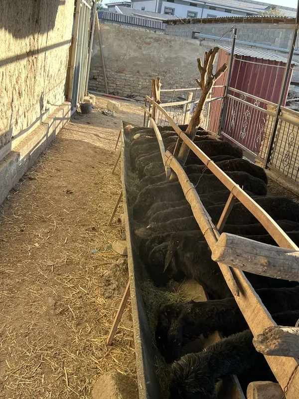 6 oylik qozilar sotiladi 2 6 oylik qozilar sotiladi 2