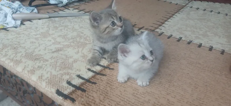 mushuklar scottiah straigh 1 milonga sotiladi toza 1 mushuklar scottiah straigh 1 milonga sotiladi toza 1