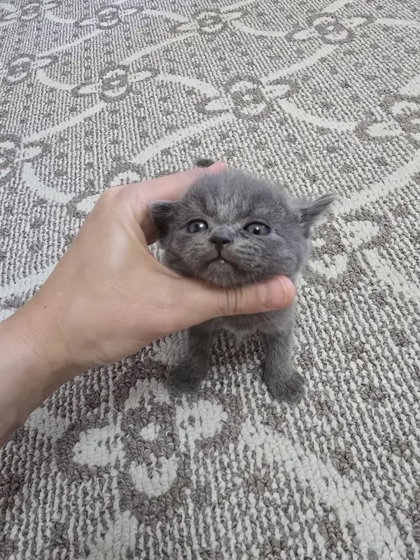 Срочно продаются котята — фото 4