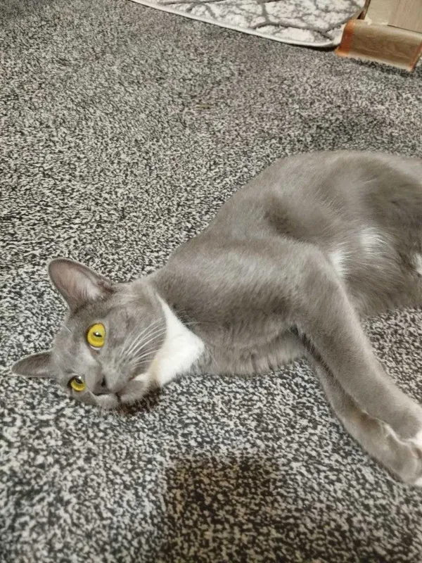 Подарю шикарного котика 3 Подарю шикарного котика 3