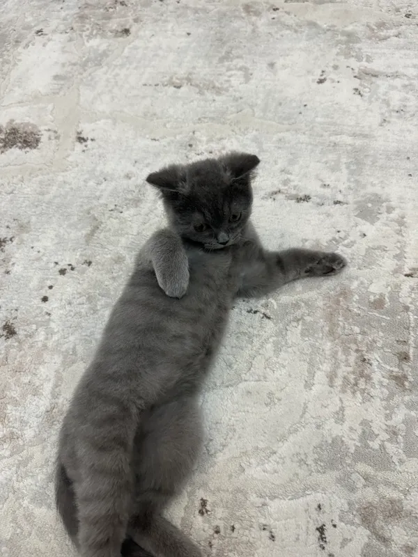 Кошка