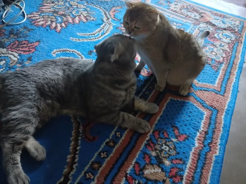 Прадаётся кошки муж и жена — фото 3