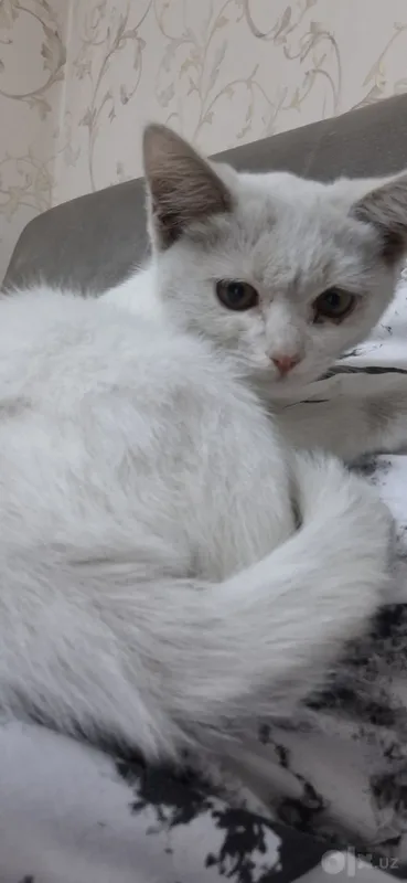 Белый котёнок 1 Белый котёнок 1