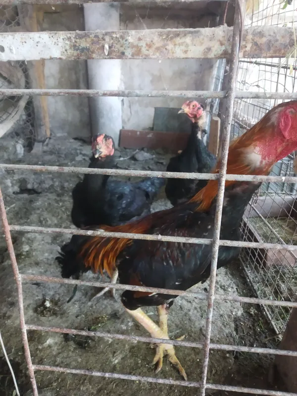 Uyda boqilgan dakang sogʻlom xoʻro poloponlari sotiladi 3 Uyda boqilgan dakang sogʻlom xoʻro poloponlari sotiladi 3