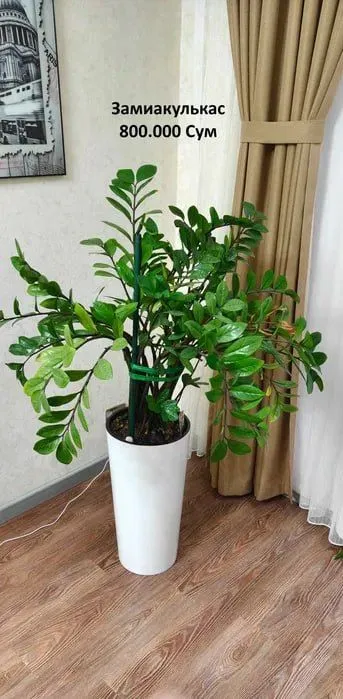 Комнатные растения: замиокулькас, юкка/ Гуллар — фото 1
