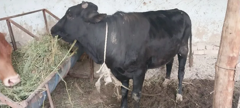 Ona bola sutlik sigirlar va hòkizlar bor — фото 6