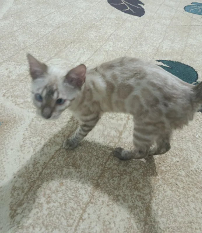 Mushuk sotiladi bengal 3 Mushuk sotiladi bengal 3