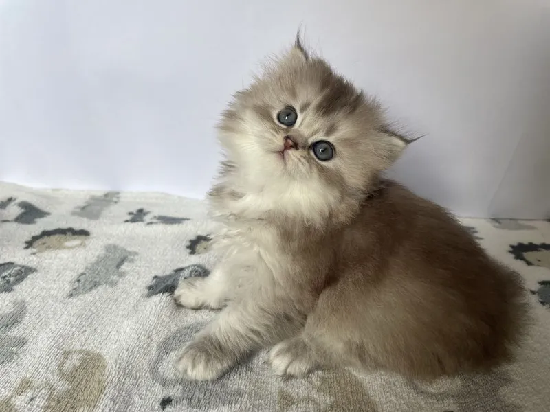 Продаются котенок породы скоттиш страйт — фото 1
