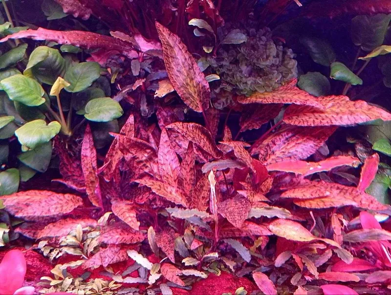 Криптокорина нури (Cryptocoryne nurii) — аквариумное растение 3