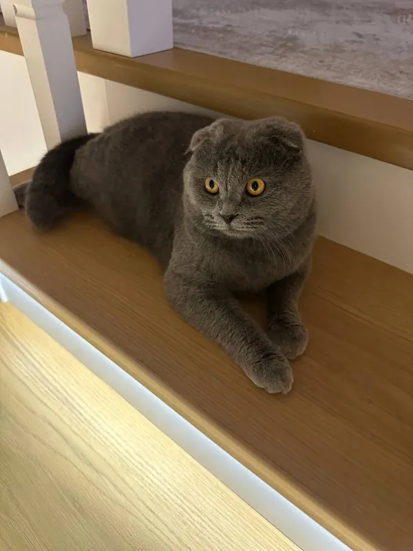 Вяска кот .