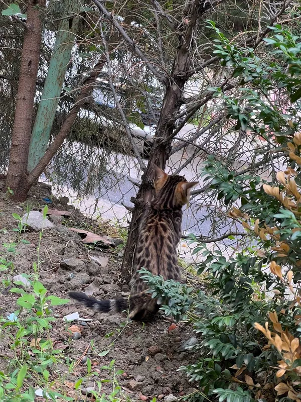 TOZA Bengal mushukcha — фото 1