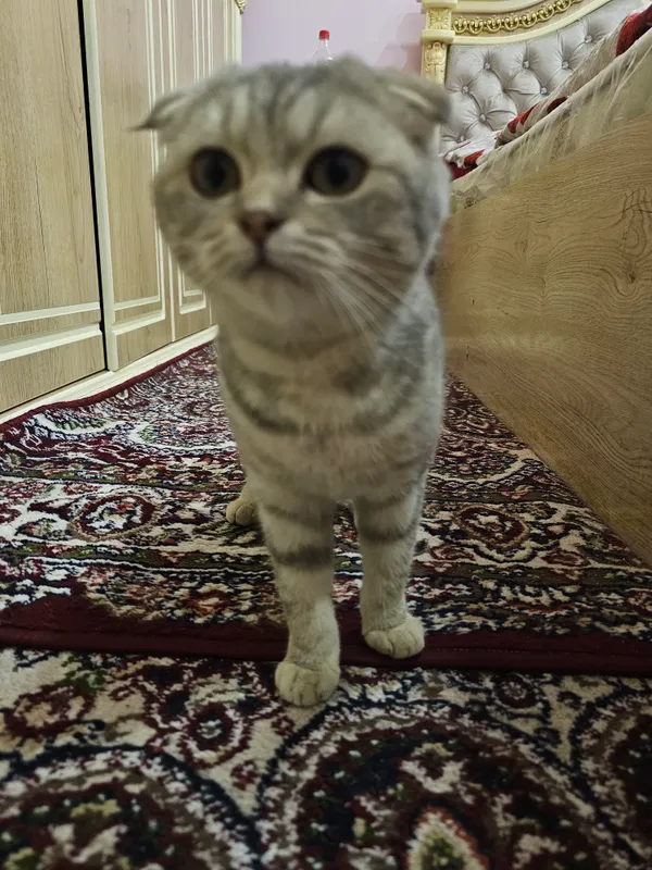 mushuk scottish fold oylik toza ozoda 4