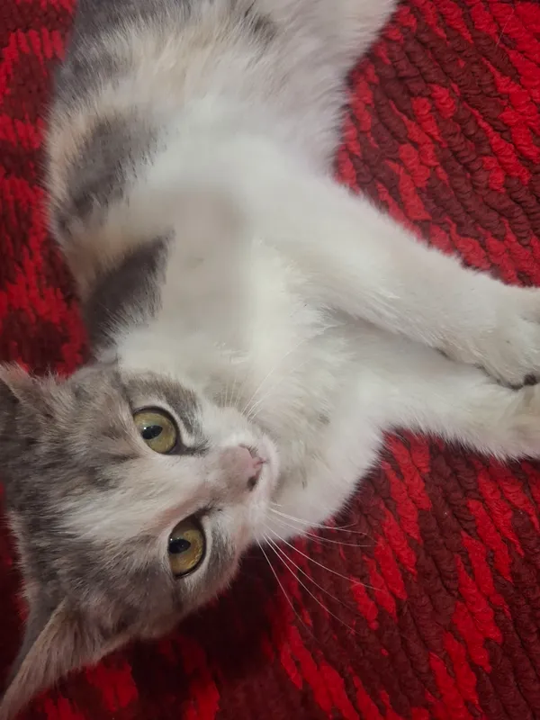 Котёнок даром в ответственные руки