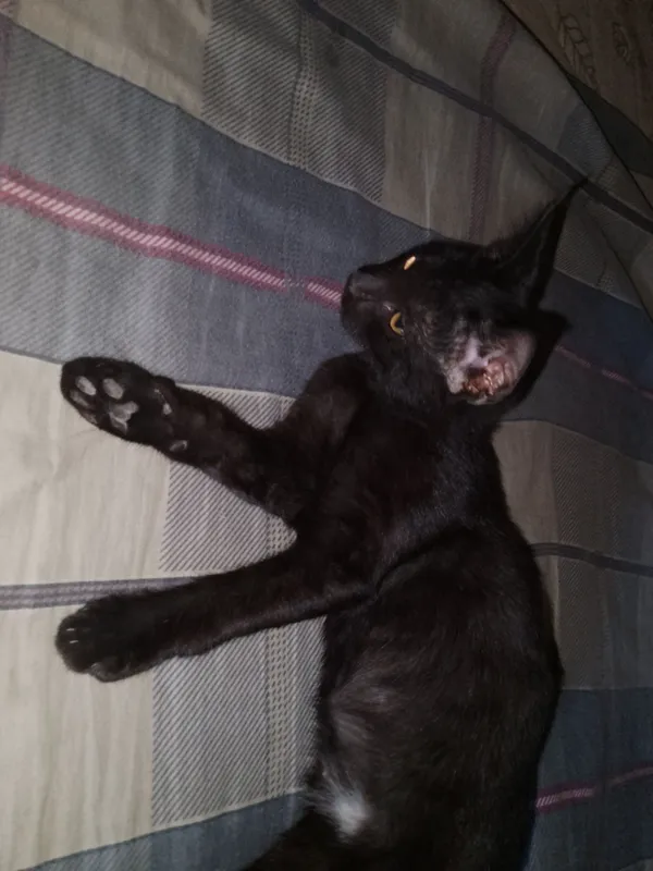 отдам котенка кошечку в добрые руки 2 отдам котенка кошечку в добрые руки 2