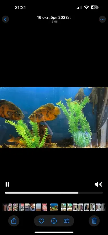 Akvarium 600litrli Baliqlari bilan sotiladi — фото 2