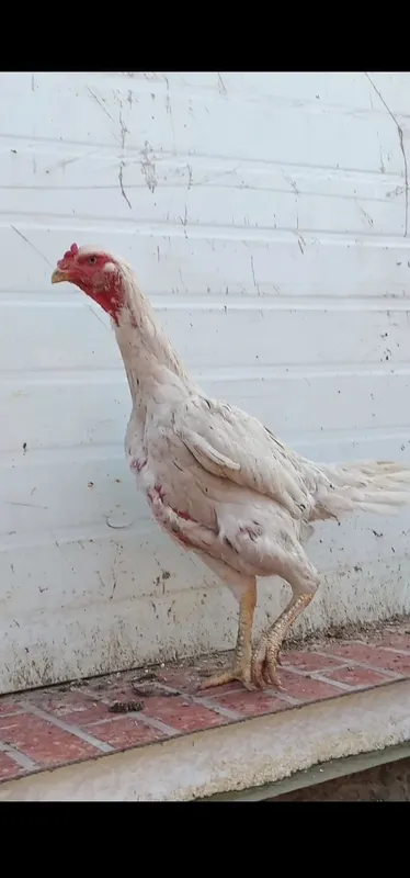Oq shamol makiyonla sotiladi 3