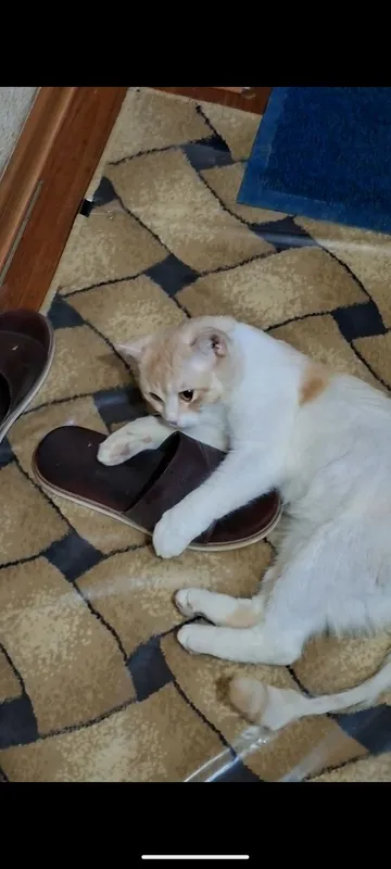 Зотли мушук Скоттиш срайт 1