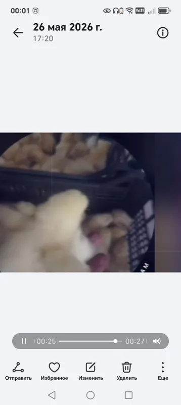 бройлер жужа — фото 3