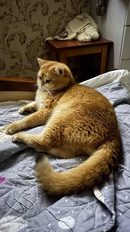 kumush chinshilla mushukchalari 8 kumush chinshilla mushukchalari 8