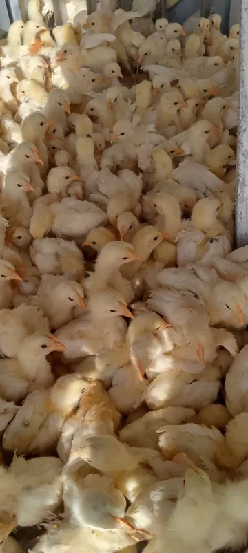 Продаются куры 4 Продаются куры 4