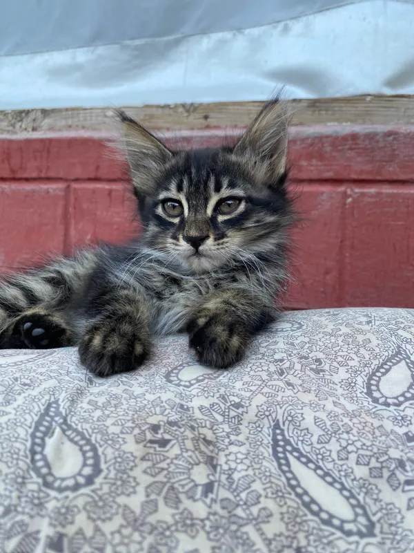 Котёнок 5 Котёнок 5