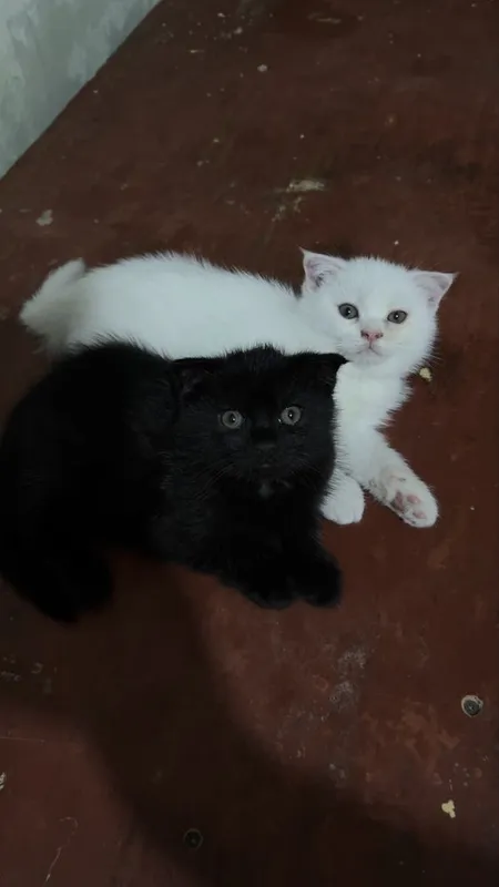 Продаются котята — фото 2