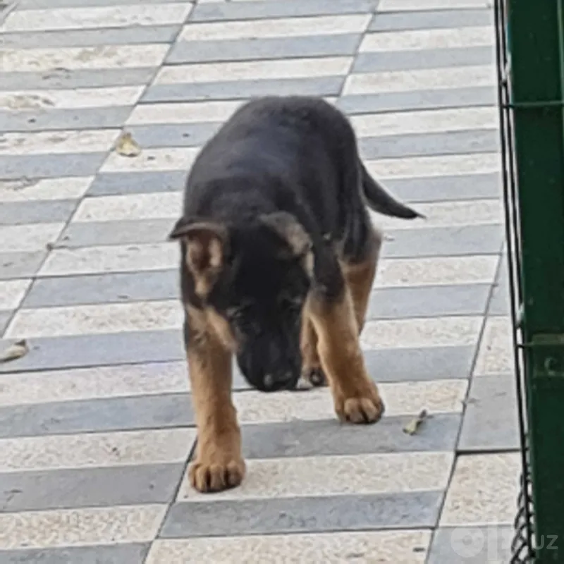 Sharqiy Yevropa ovcharkasi 2 Sharqiy Yevropa ovcharkasi 2