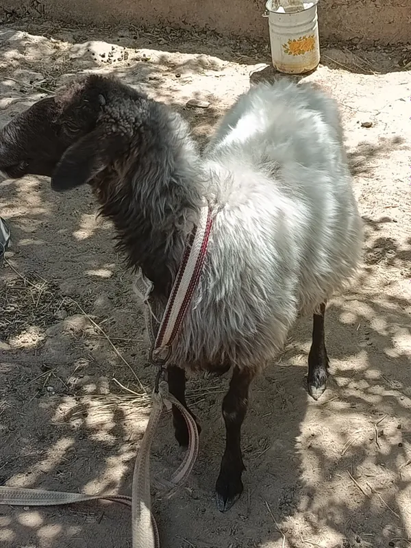 Quy sotiladi kelishtirib beramiz 3 Quy sotiladi kelishtirib beramiz 3