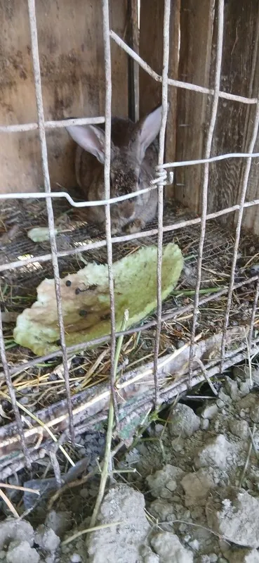 Quyonlar sotiladi 1