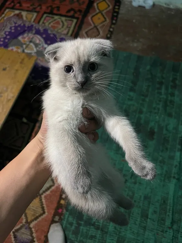 Продам котят британка — фото 5