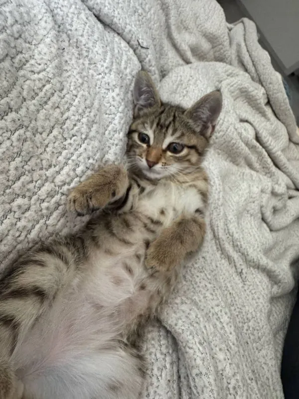 Котенок девочка, 3,5 месяца. В добрые руки, очень красивая. Обработана — фото 1