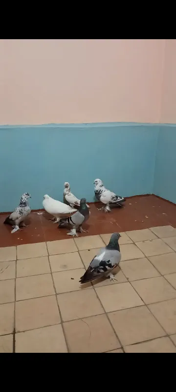 Kabutarlar 2