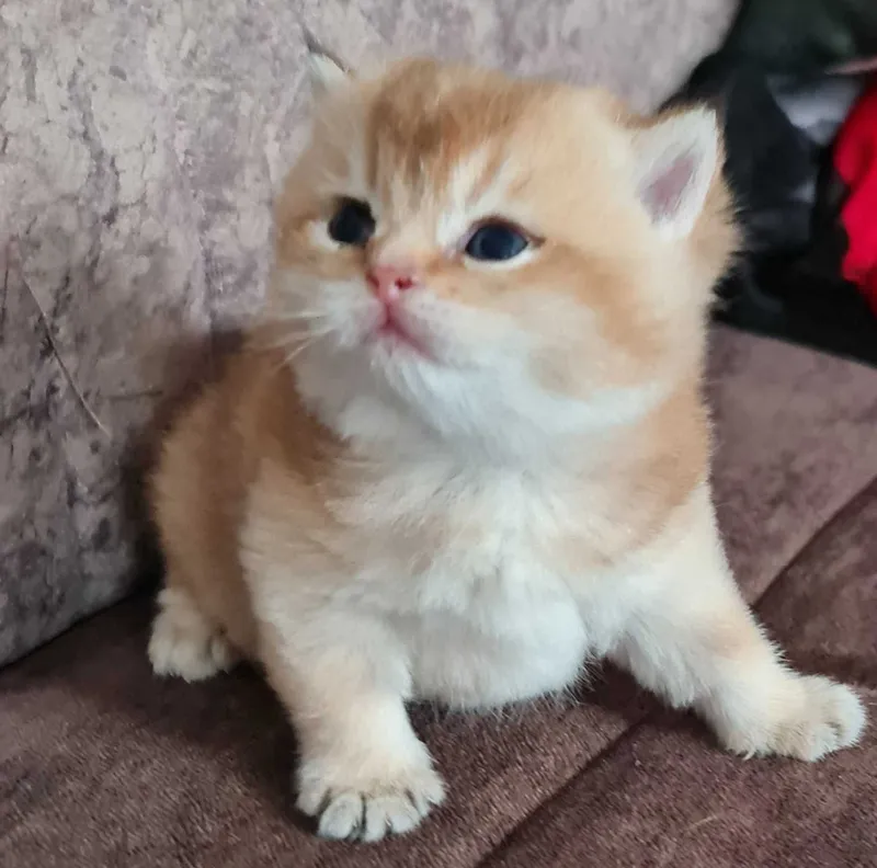 Британская короткошерстная. Котята — фото 2
