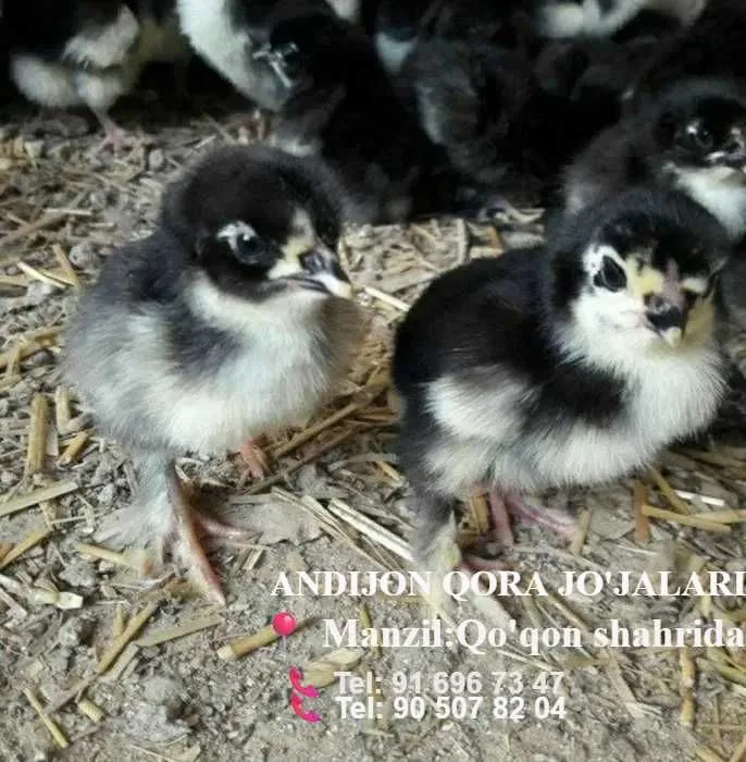 Andijon qora tovuq jujalari sotiladi Andijon qora tovuq jujalari sotiladi