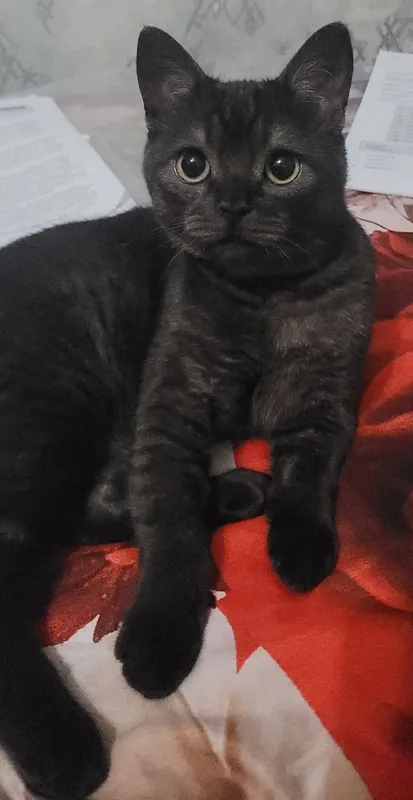 British shorthair