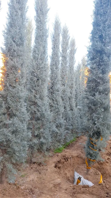 Arizonskiy kiparis Italyanskiy archalari sotiladi 2 Arizonskiy kiparis Italyanskiy archalari sotiladi 2