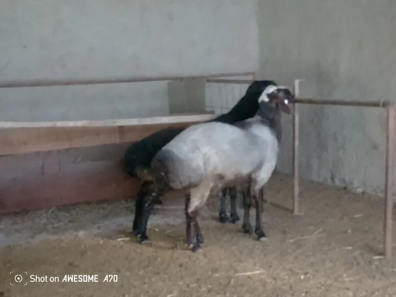 Oq qashqa Qoʻchqor sotiladi. Romitan tuman