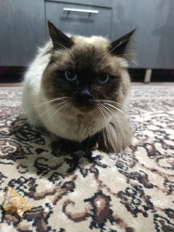 Балинезийской кошка