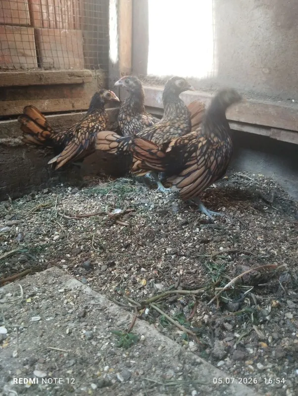 Dekarativniy yaponlar 1 Dekarativniy yaponlar 1