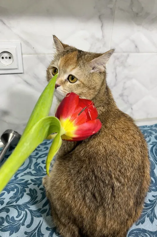 британские золотые котята ищут любящих хозяев! 3