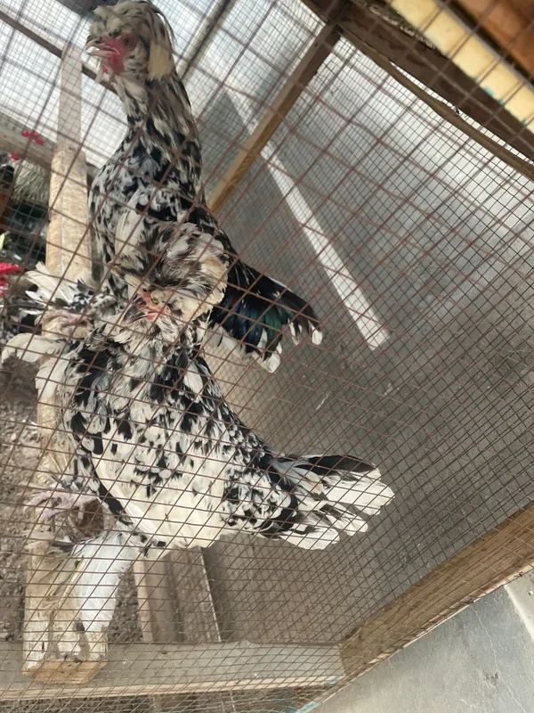 Продаётся 1 пара корейских, несутся (дают яйца) 2 Продаётся 1 пара корейских, несутся (дают яйца) 2